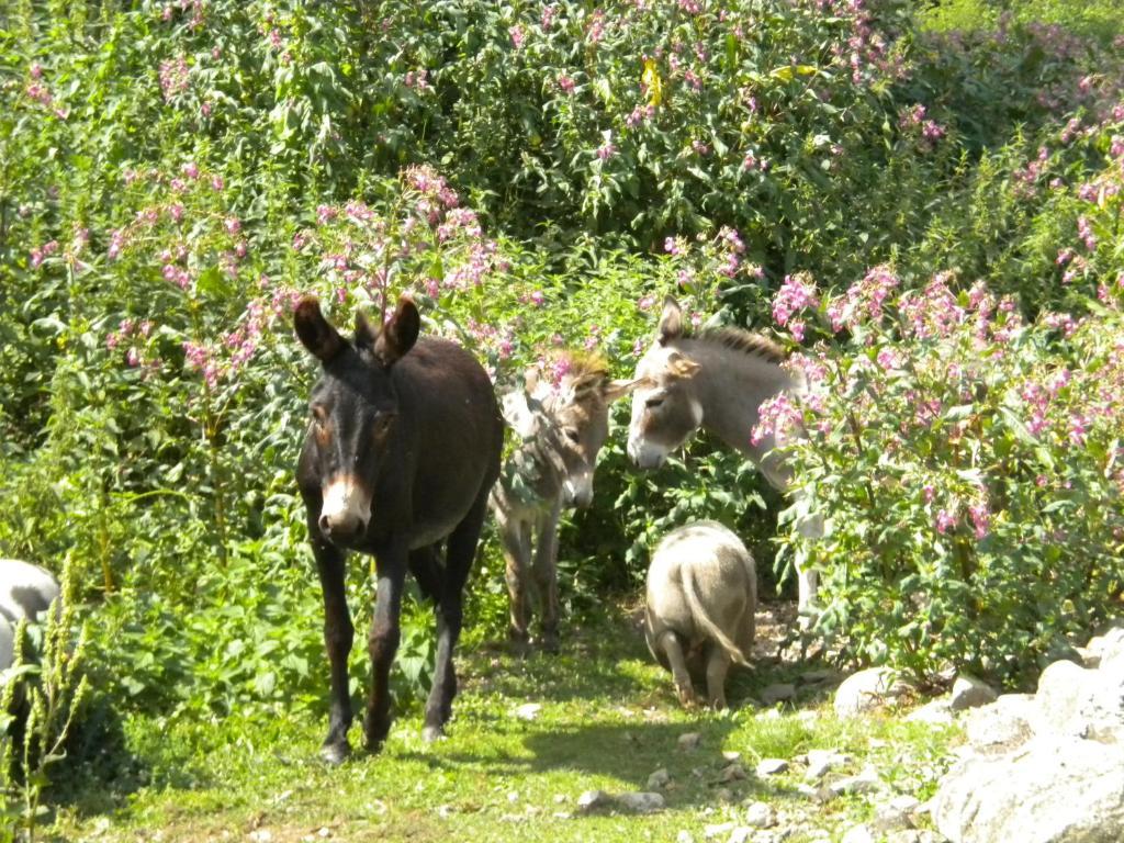Tente de luxe Le Moulin Gitenay - Gite 3*
